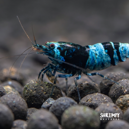 Shadow Panda Shrimp