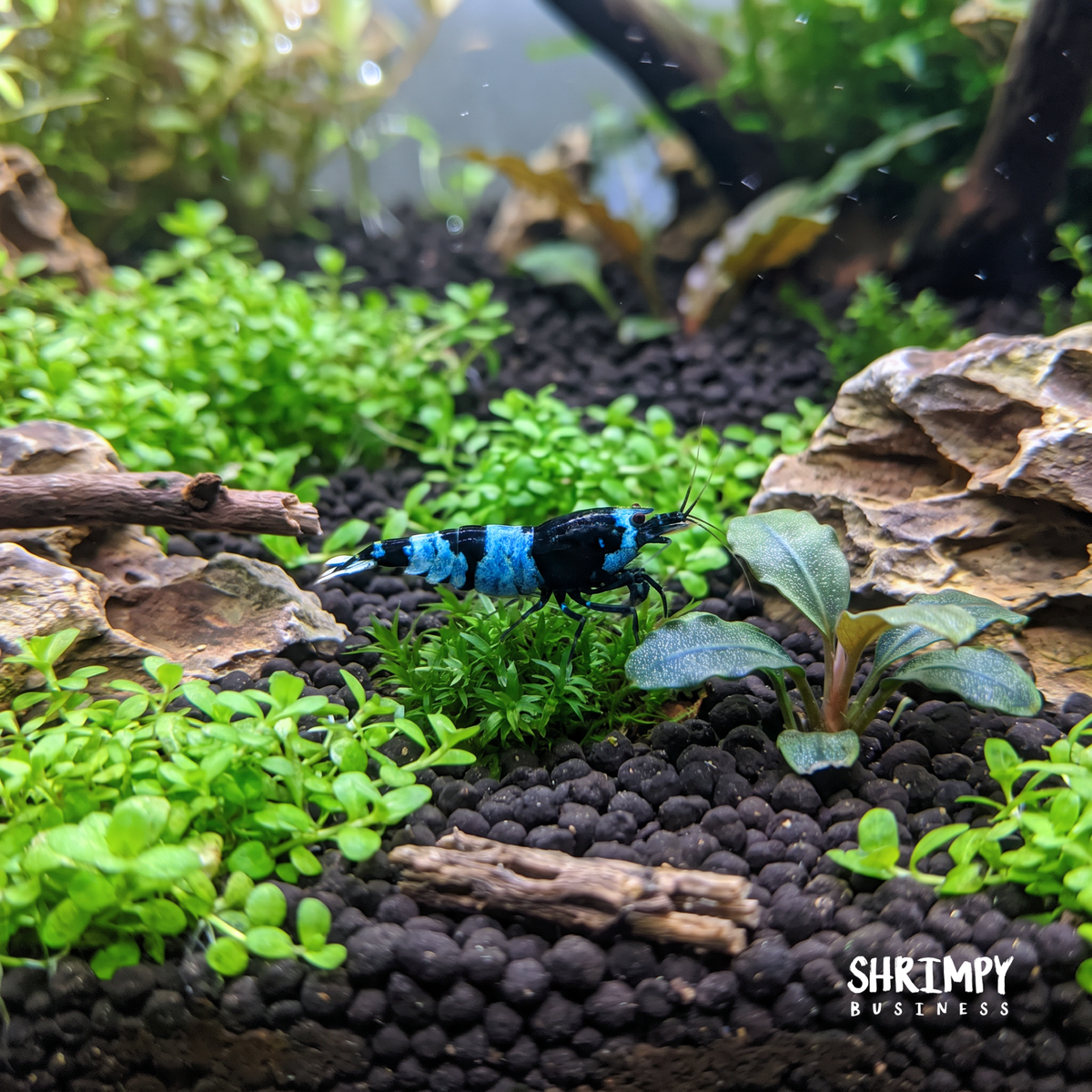 Shadow Panda Shrimp