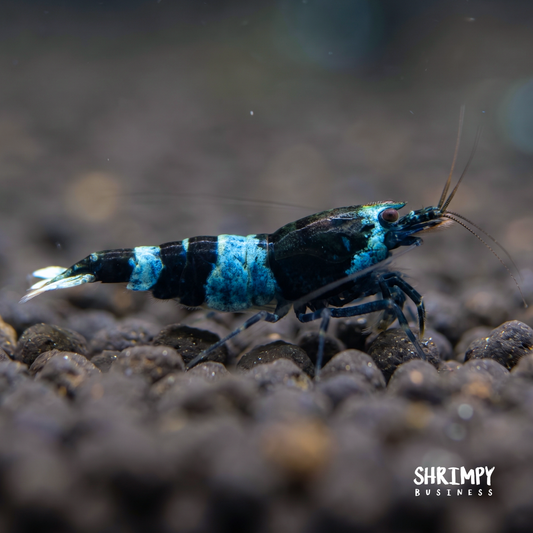 Shadow Panda Shrimp