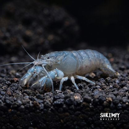 Vampire Shrimp (Atya gabonensis)
