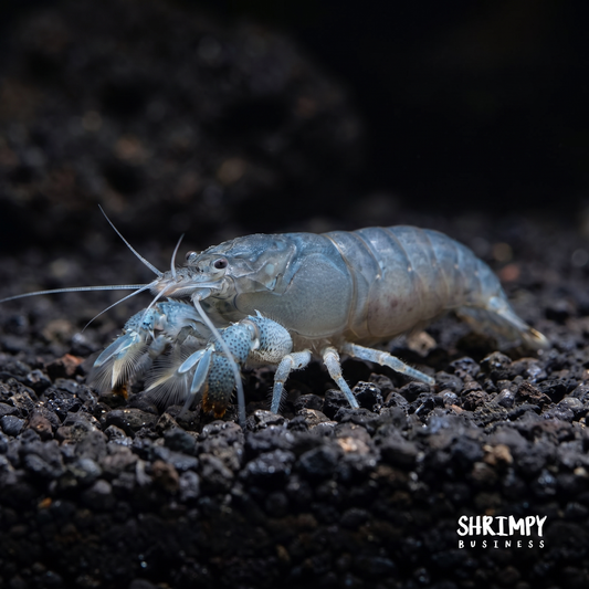Vampire Shrimp (Atya gabonensis)