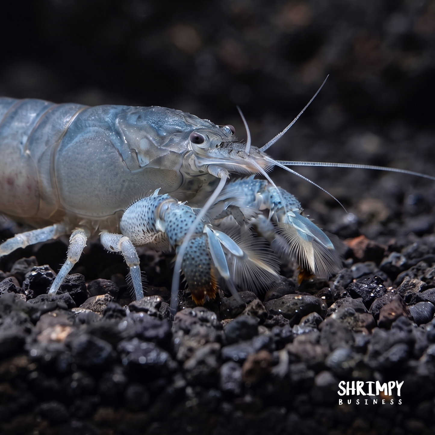 Vampire Shrimp (Atya gabonensis)