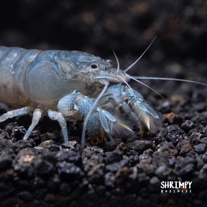 Vampire Shrimp (Atya gabonensis)