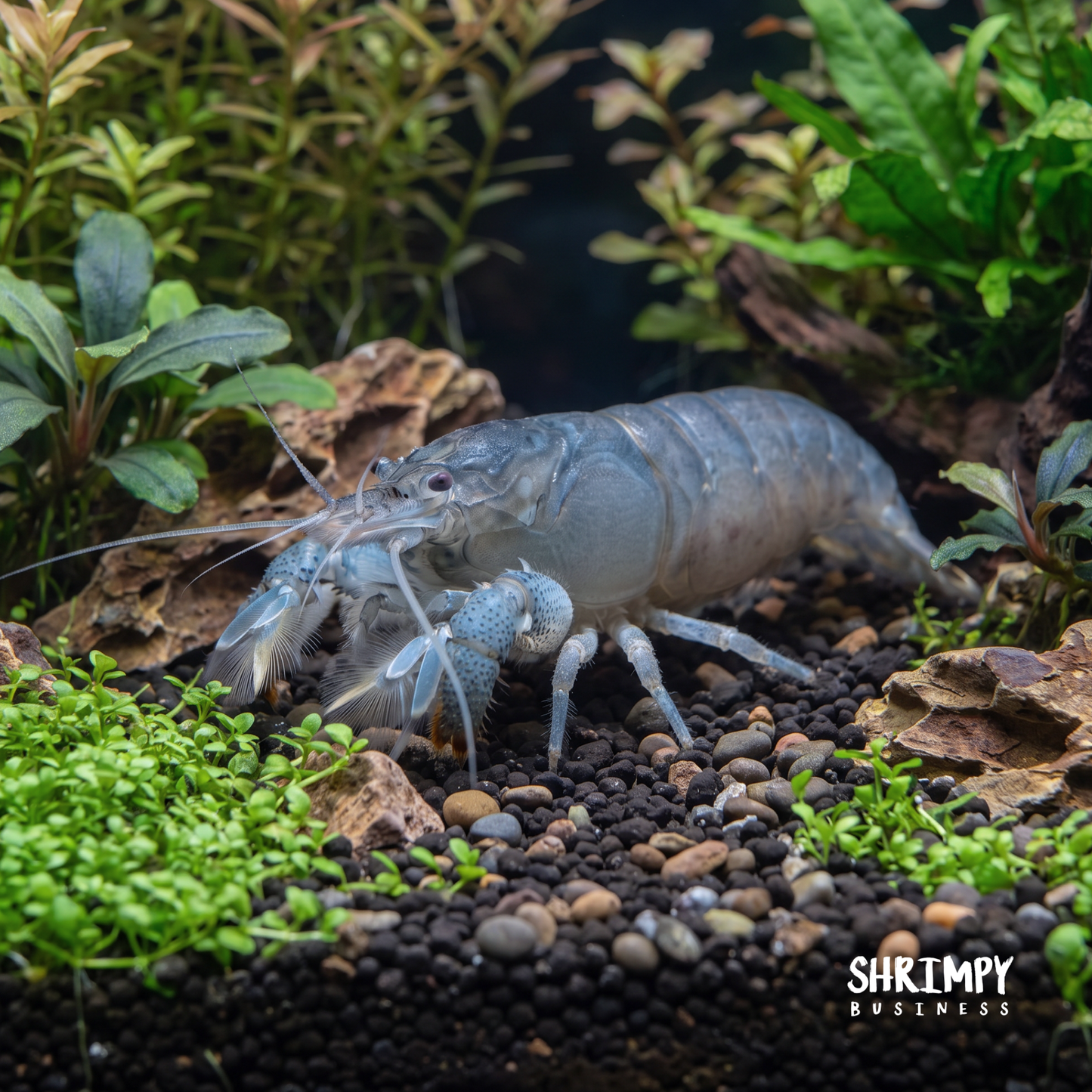 Vampire Shrimp (Atya gabonensis)