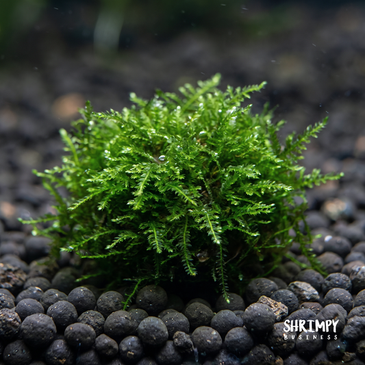 Christmas Moss