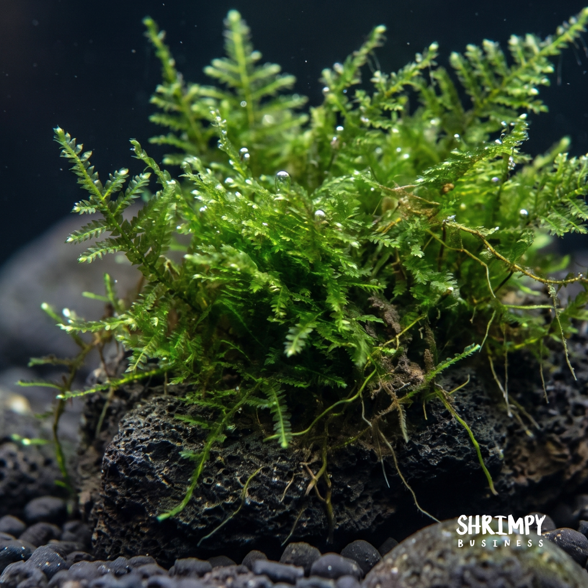 Christmas Moss