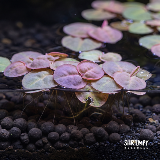 Red Root Floaters