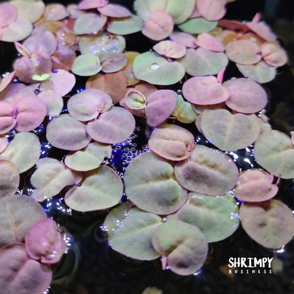 Red Root Floaters