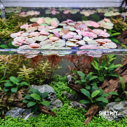 Red Root Floaters