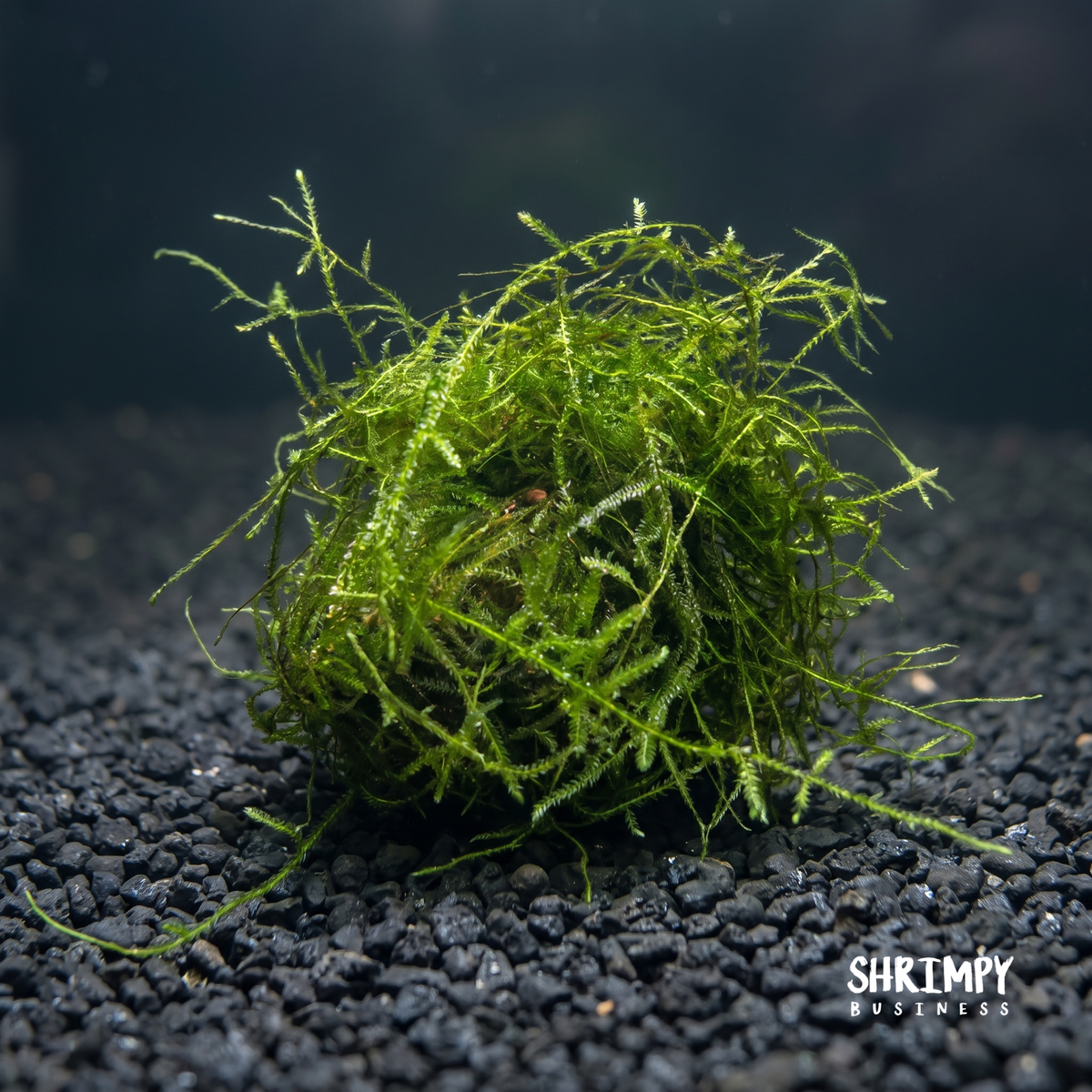 Java Moss