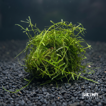 Java Moss