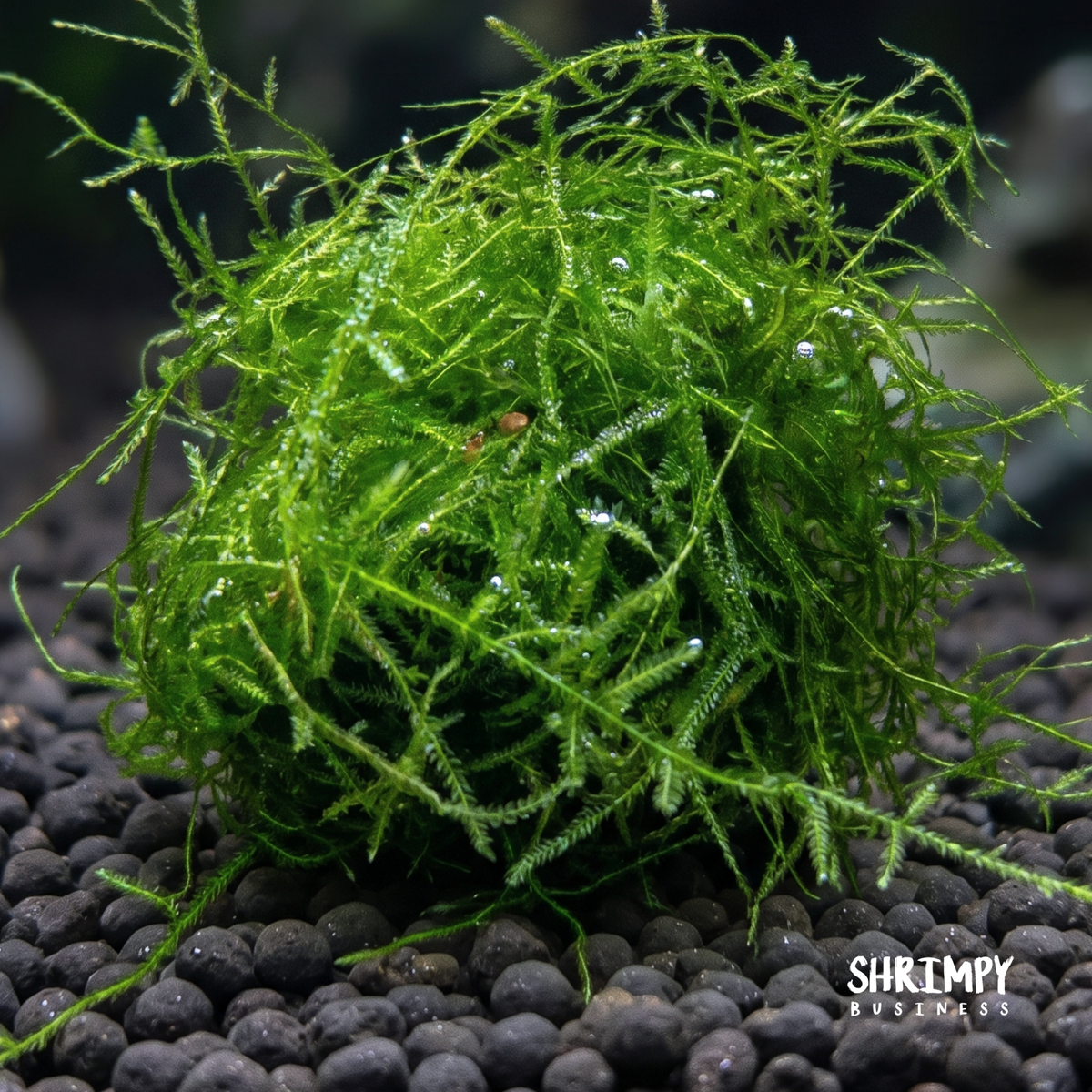 Java Moss