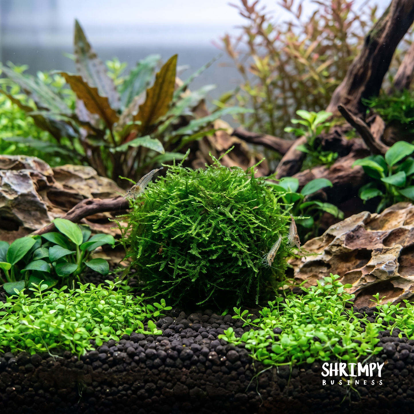 Java Moss