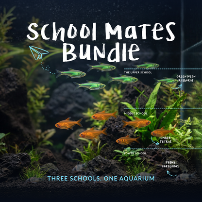 School Mates Bundle