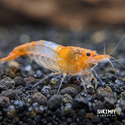 Orange Rili Shrimp