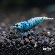 Blue Bolt Shrimp