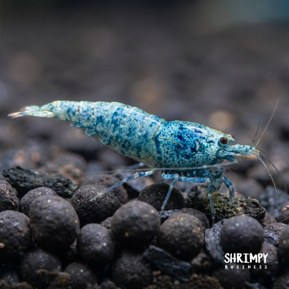 Blue Bolt Shrimp