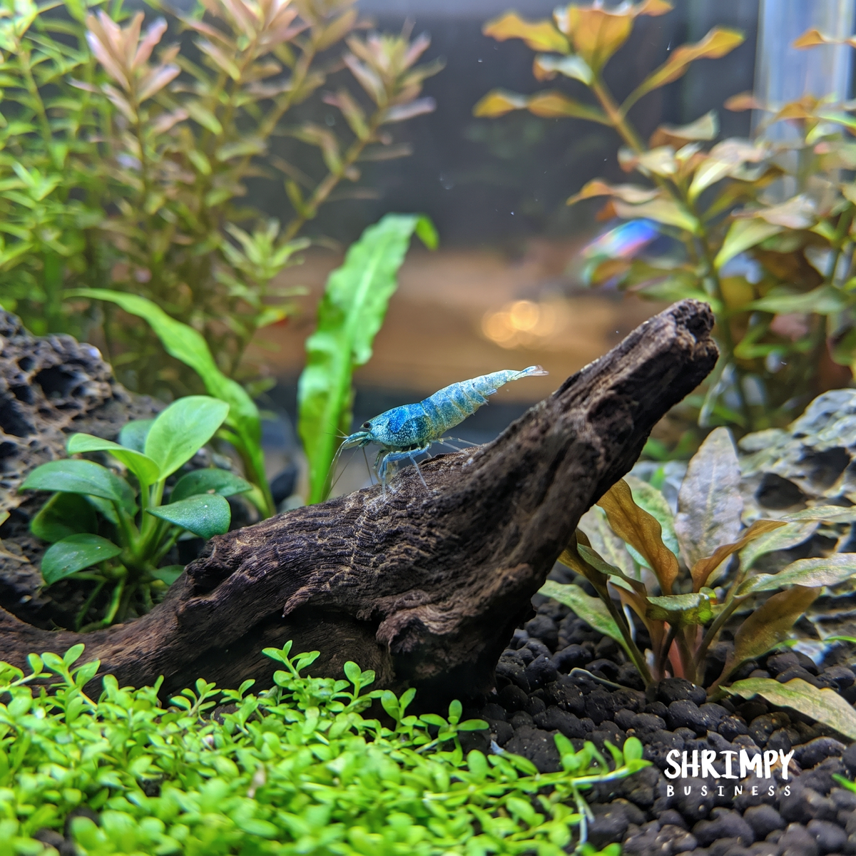Blue Bolt Shrimp