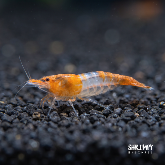 Orange Rili Shrimp