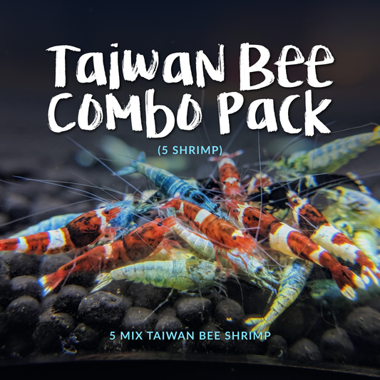 Taiwan Bee Combo Pack (5 Shrimp)