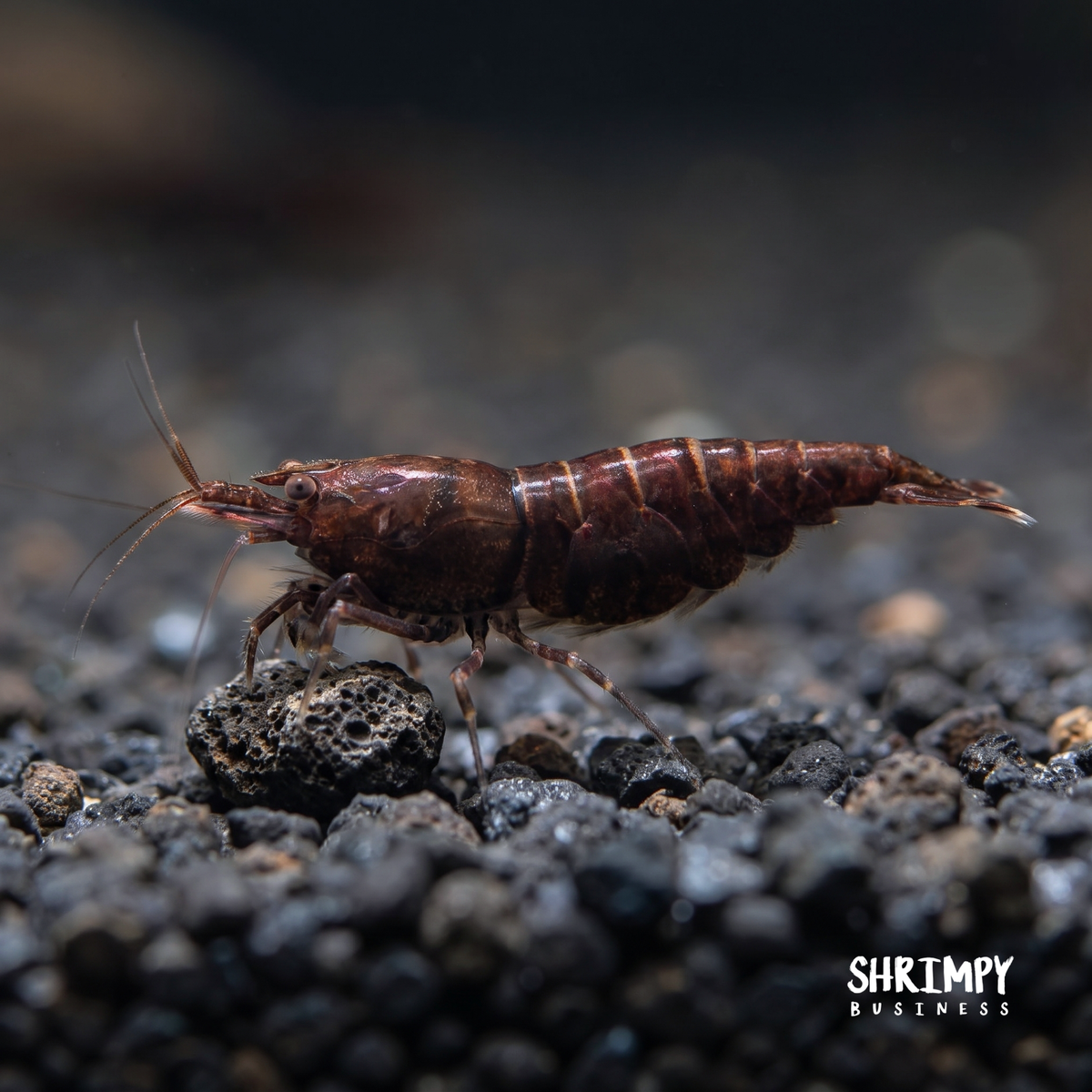 Black Rose Shrimp