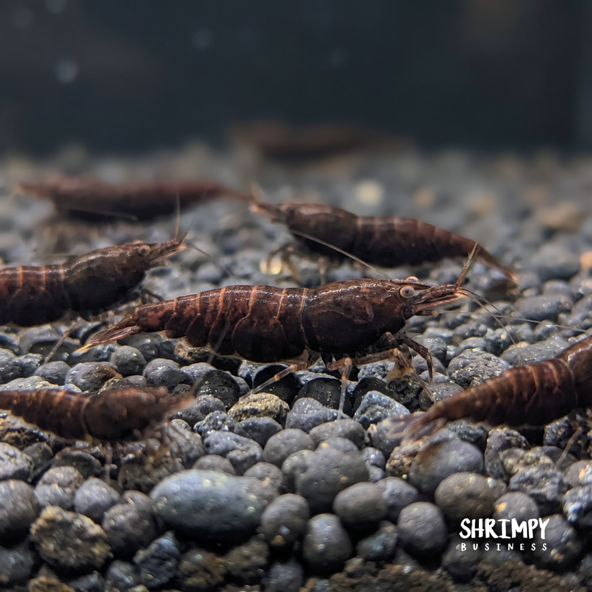 Black Rose Shrimp