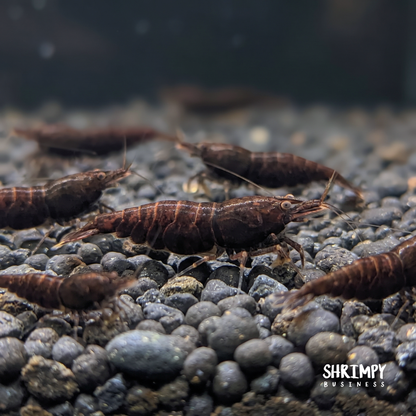 Black Rose Shrimp