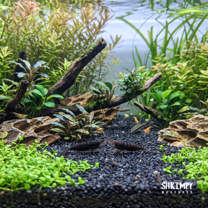 Black Rose Shrimp