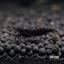 Black Rose Shrimp