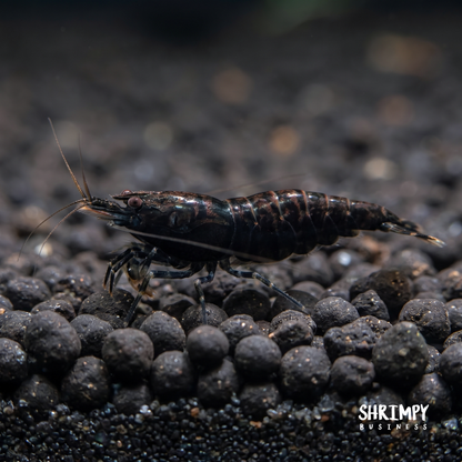 Black Rose Shrimp