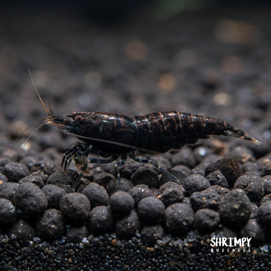 Black Rose Shrimp
