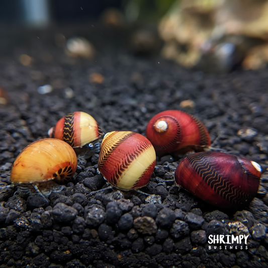 Red Racer Nerite Snail