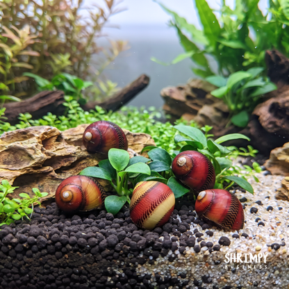 Red Racer Nerite Snail