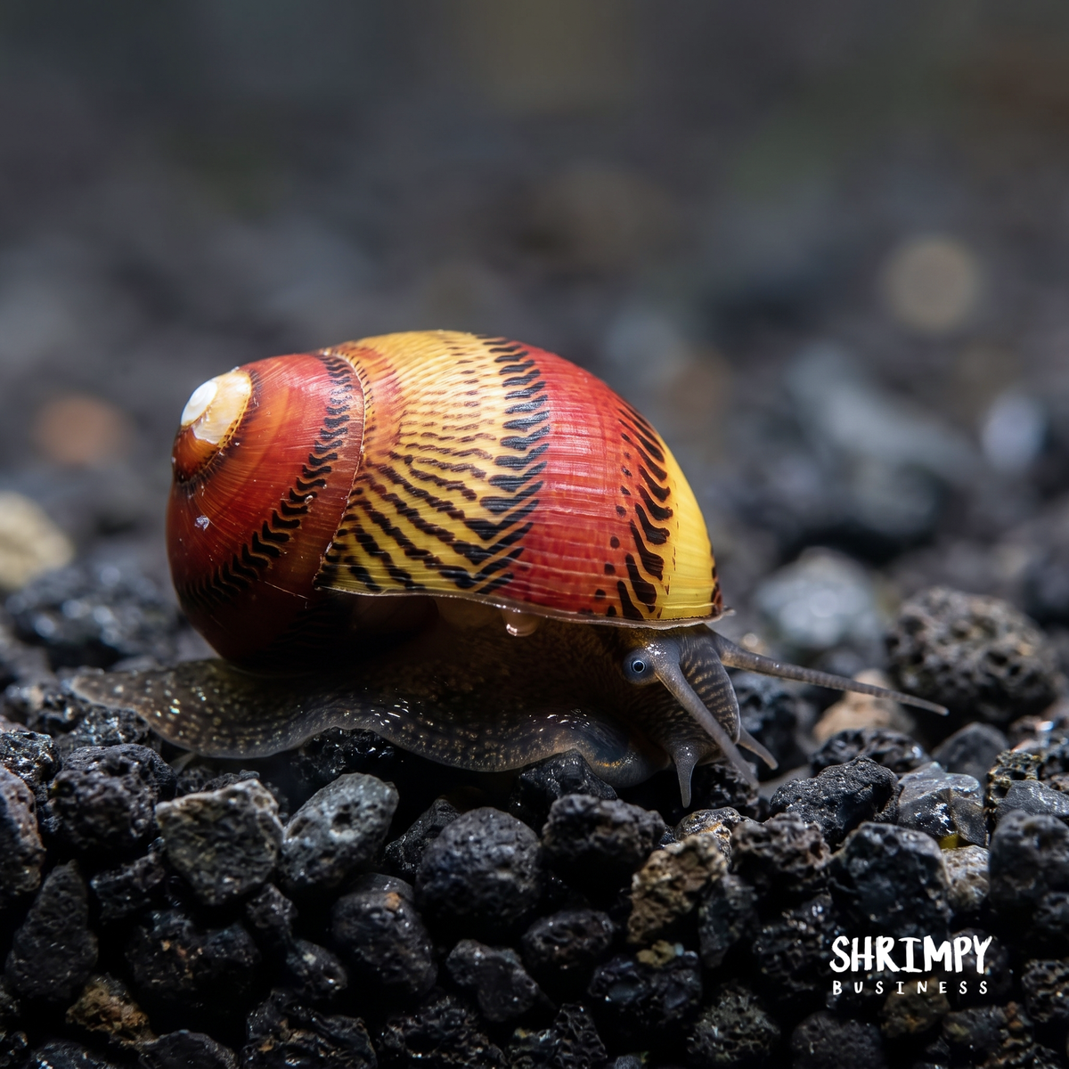 Red Racer Nerite Snail