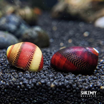 Red Racer Nerite Snail