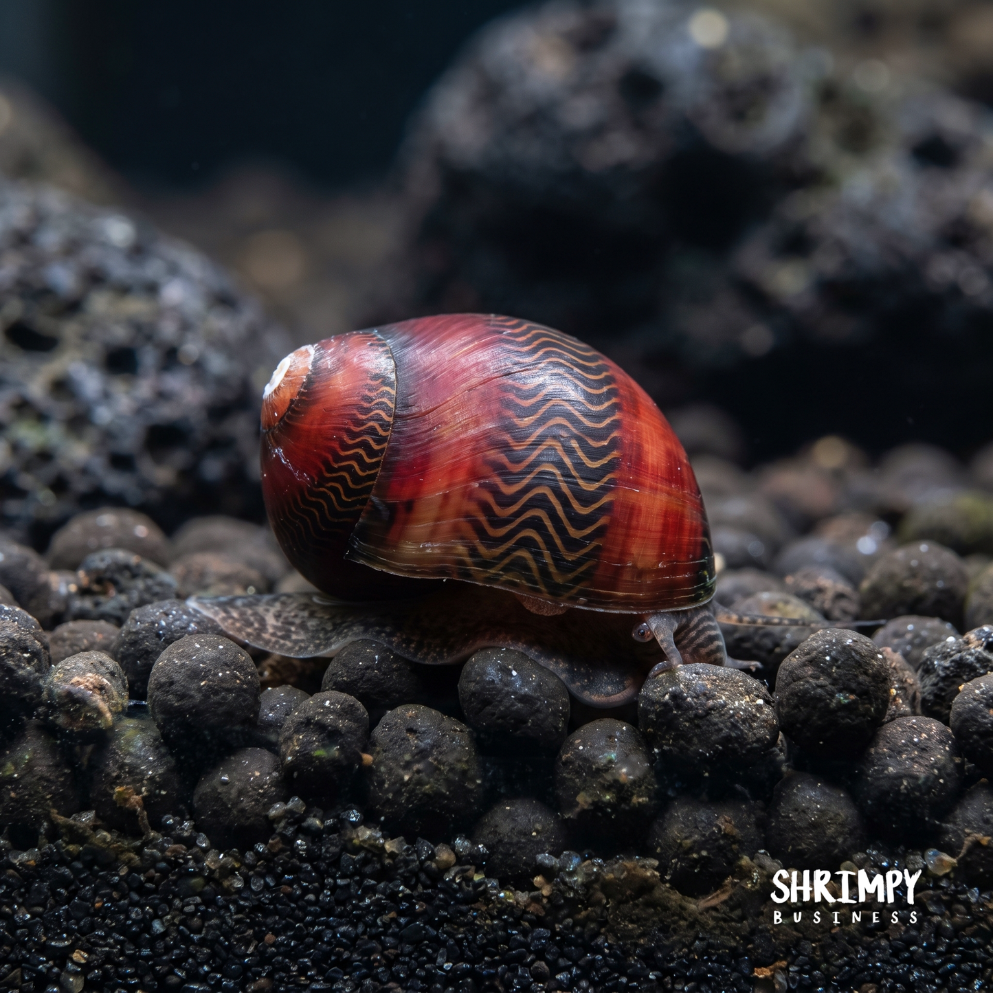 Red Racer Nerite Snail