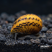 Batik Nerite Snail