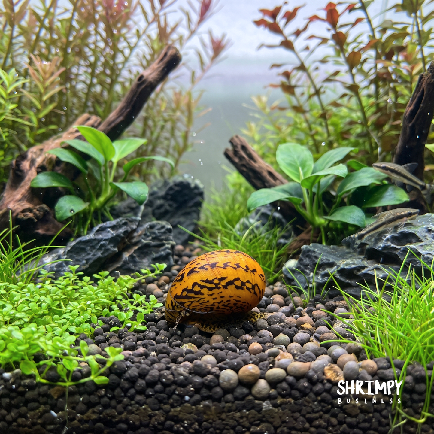 Batik Nerite Snail