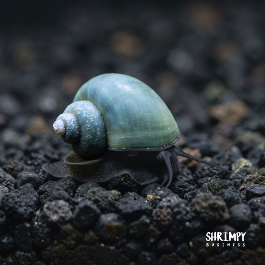 Blue Mystery Snail