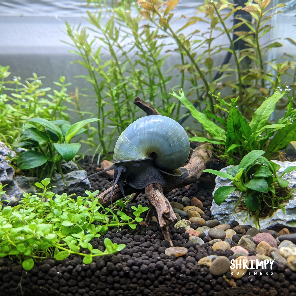 Blue Mystery Snail
