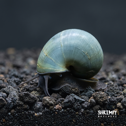 Blue Mystery Snail