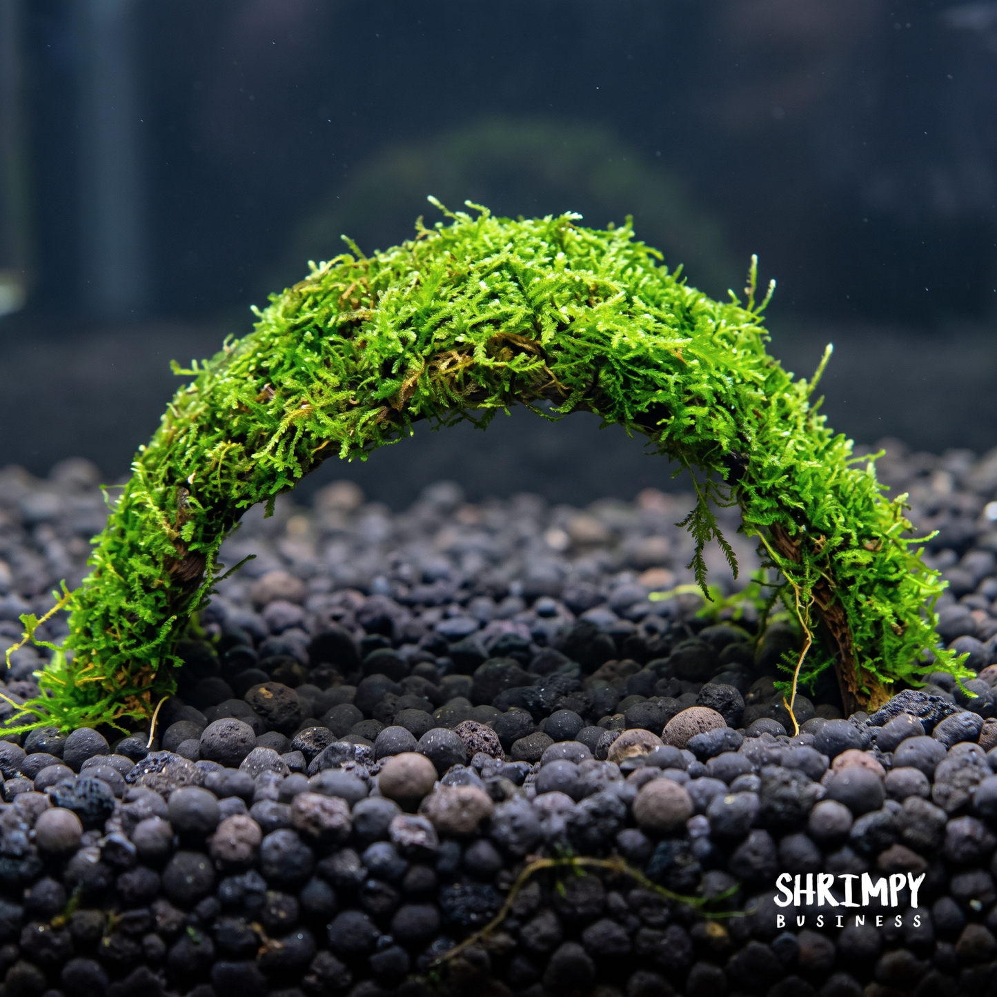 Christmas Moss attached to Coconut Shell Bridge