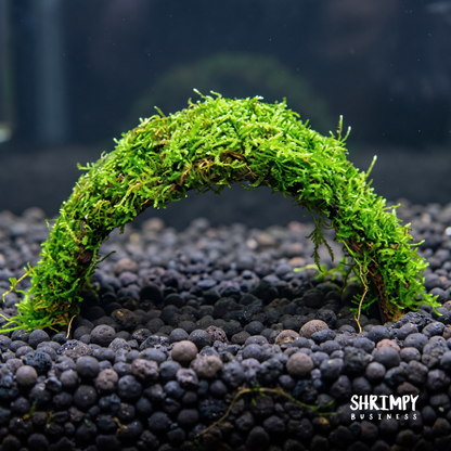 Christmas Moss attached to Coconut Shell Bridge