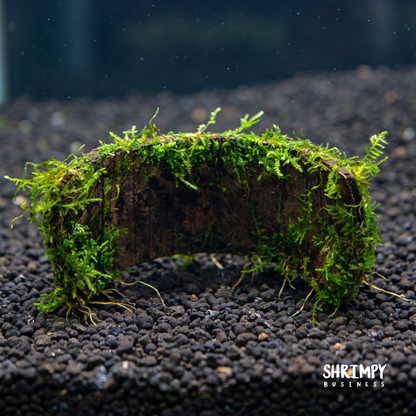 Christmas Moss attached to Coconut Shell Bridge