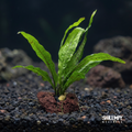 Java Fern Attached to Lava Rock