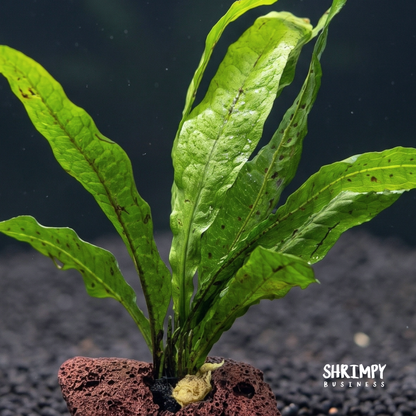 Java Fern Attached to Lava Rock