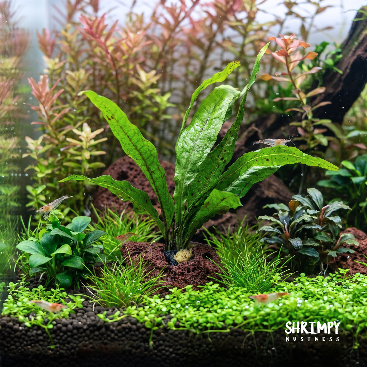 Java Fern Attached to Lava Rock