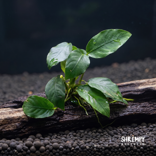 Anubias on Driftwood