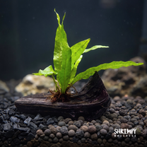Java Fern on Driftwood
