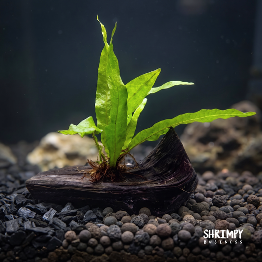 Java Fern on Driftwood
